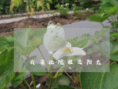 我省法院推进阳光