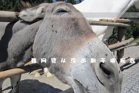 我网贷从没逾期干嘛现在贷不了啦 我网贷从没逾期干嘛现在贷不了啦