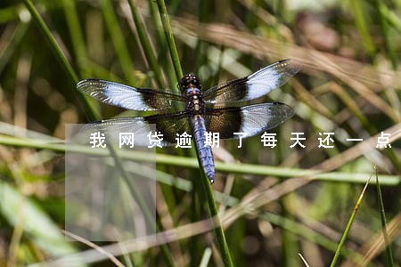 我网贷逾期了每天还一点可以吗