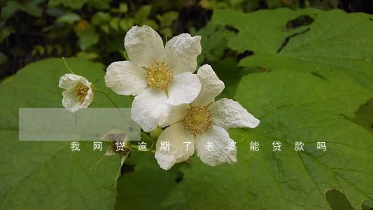 我网贷逾期了老婆能贷款吗 我网贷逾期了老婆能贷款吗