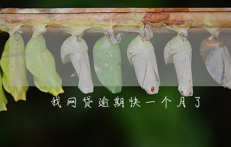 我网贷逾期快一个月了 我网贷逾期快一个月了