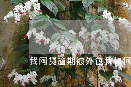 我网贷逾期被外包我如何应付 我网贷逾期被外包我如何应付