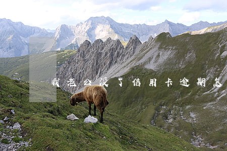 我老公没了信用卡逾期怎么办 我老公没了信用卡逾期怎么办