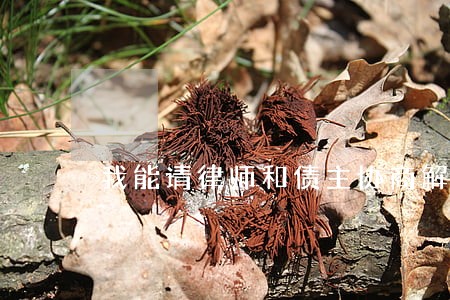 我能请律师和债主协商解决吗 我能请律师和债主协商解决吗