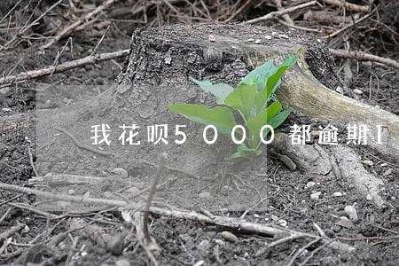 我花呗5000都逾期1年了 我花呗5000都逾期1年了