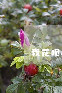 我花呗逾期5天打电话 我花呗逾期5天打电话