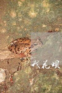 我花呗逾期了能网贷嘛 我花呗逾期了能网贷嘛