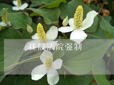 我被法院强制 我被法院强制
