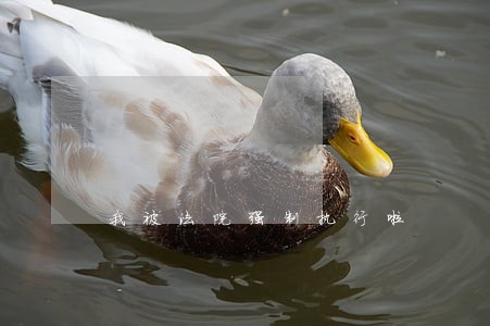 我被法院强制执行啦