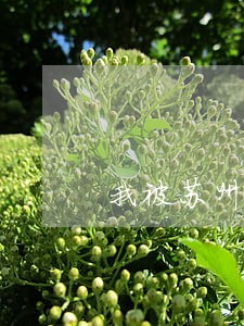 我被苏州吴中法院限制高消费 我被苏州吴中法院限制高消费