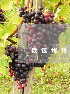 我该找什么样的律师咨询 我该找什么样的律师咨询