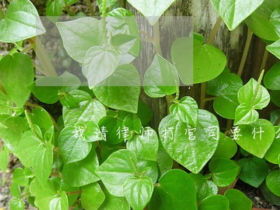 我请律师打官司要什么证件 我请律师打官司要什么证件