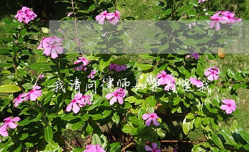 我请问律师如果你是我