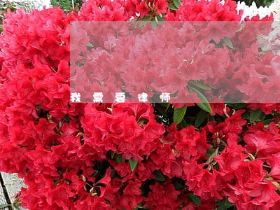 我需要律师 我需要律师
