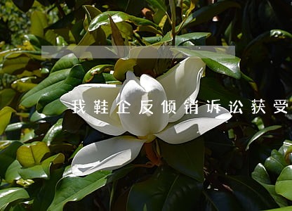 我鞋企反倾销诉讼获受理 我鞋企反倾销诉讼获受理