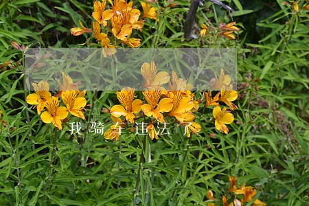 我骑车违法了 我骑车违法了