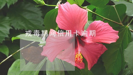 戒毒期间信用卡逾期 戒毒期间信用卡逾期
