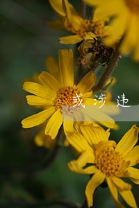 或涉违法解雇 或涉违法解雇