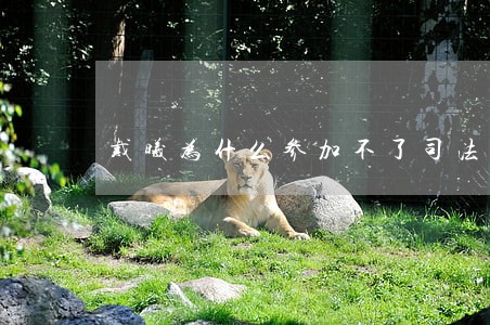 戴曦为什么参加不了司法考试 戴曦为什么参加不了司法考试