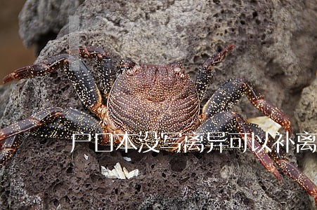 户口本没写离异可以补离婚证吗 户口本没写离异可以补离婚证吗
