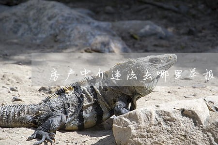 房产中介违法去哪里举报 房产中介违法去哪里举报