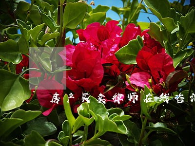 房产买卖律师在线咨询欢迎来电 房产买卖律师在线咨询欢迎来电