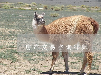 房产交易咨询律师 房产交易咨询律师