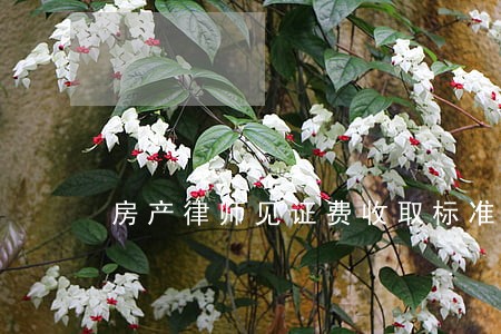房产律师见证费收取标准 房产律师见证费收取标准