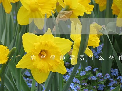房产律师需要什么条件 房产律师需要什么条件