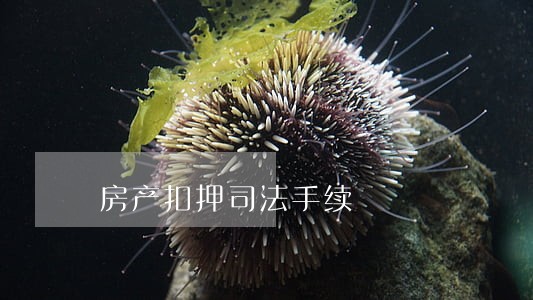 房产扣押司法手续