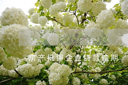 房产抵押企业贷款逾期 房产抵押企业贷款逾期