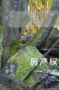 房产权益诉讼 房产权益诉讼