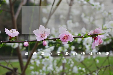 房产禁止买卖的法律法规 房产禁止买卖的法律法规