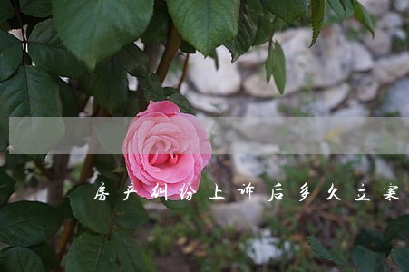 房产纠纷上诉后多久立案一审