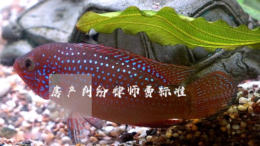 房产纠纷律师费标准 房产纠纷律师费标准