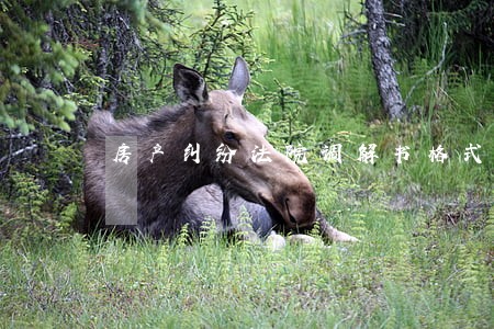房产纠纷法院调解书格式