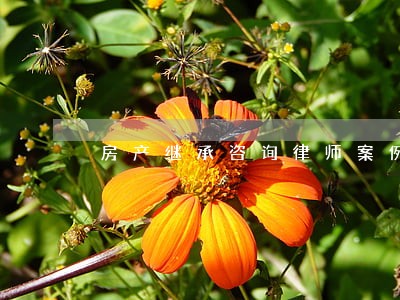 房产继承咨询律师案例 房产继承咨询律师案例