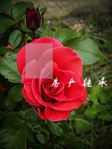 房产继承诉讼被告 房产继承诉讼被告