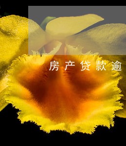 房产贷款逾期1天 房产贷款逾期1天