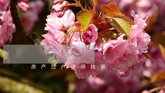 房产过户律师找谁