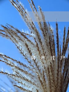 房产过户起诉讼范本 房产过户起诉讼范本