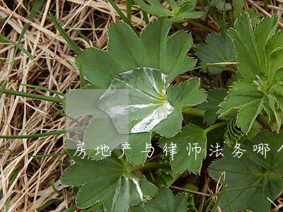 房地产与律师法务哪个好 房地产与律师法务哪个好