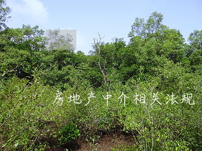 房地产中介相关法规 房地产中介相关法规