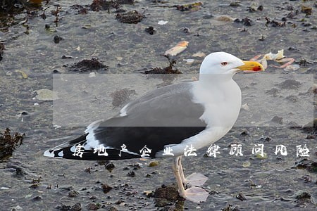 房地产企业法律顾问风险 房地产企业法律顾问风险