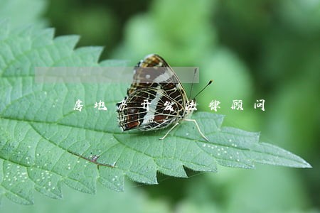 房地产开发法律顾问 房地产开发法律顾问