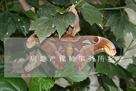 房地产律师事务所名字 房地产律师事务所名字