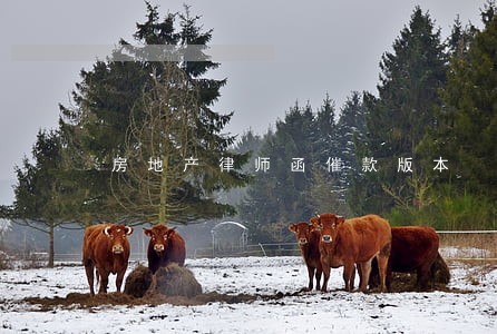 房地产律师函催款版本 房地产律师函催款版本