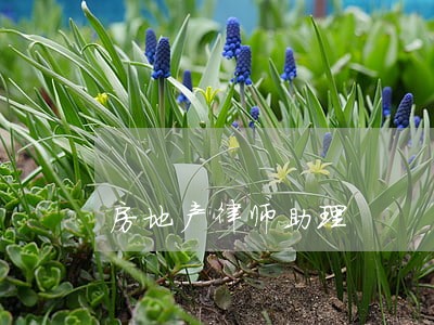 房地产律师助理 房地产律师助理