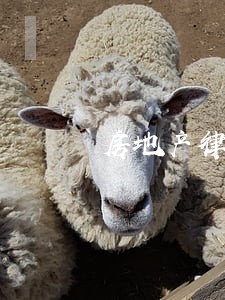房地产律师怎么做 房地产律师怎么做