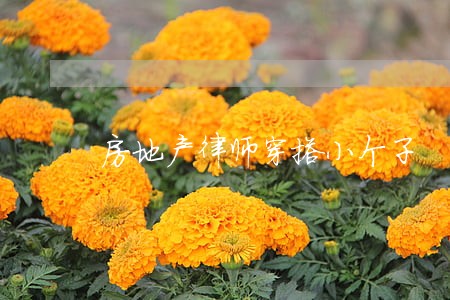 房地产律师穿搭小个子 房地产律师穿搭小个子